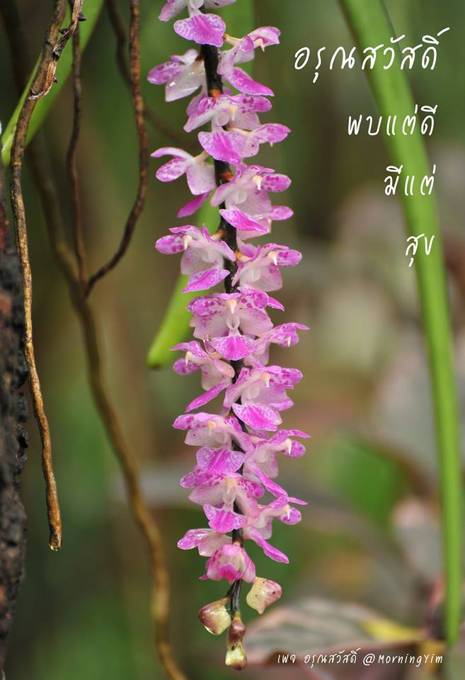 อรุณสวัสดิ์