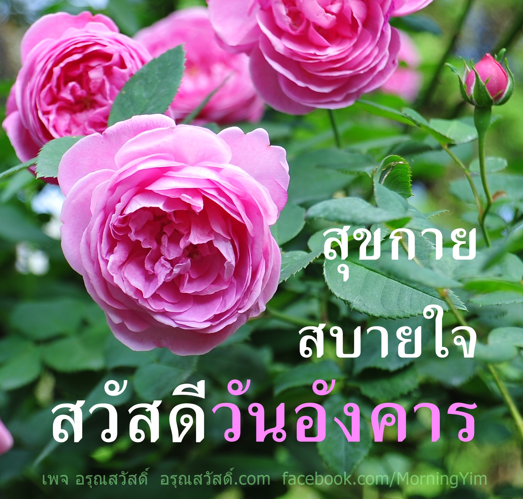สวัสดีวันอังคาร