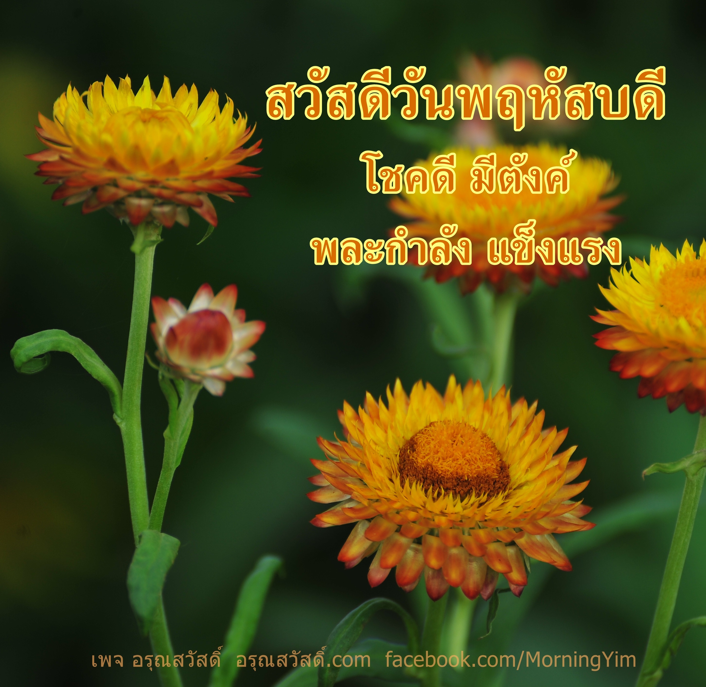 สวัสดีวันพฤหัสบดี