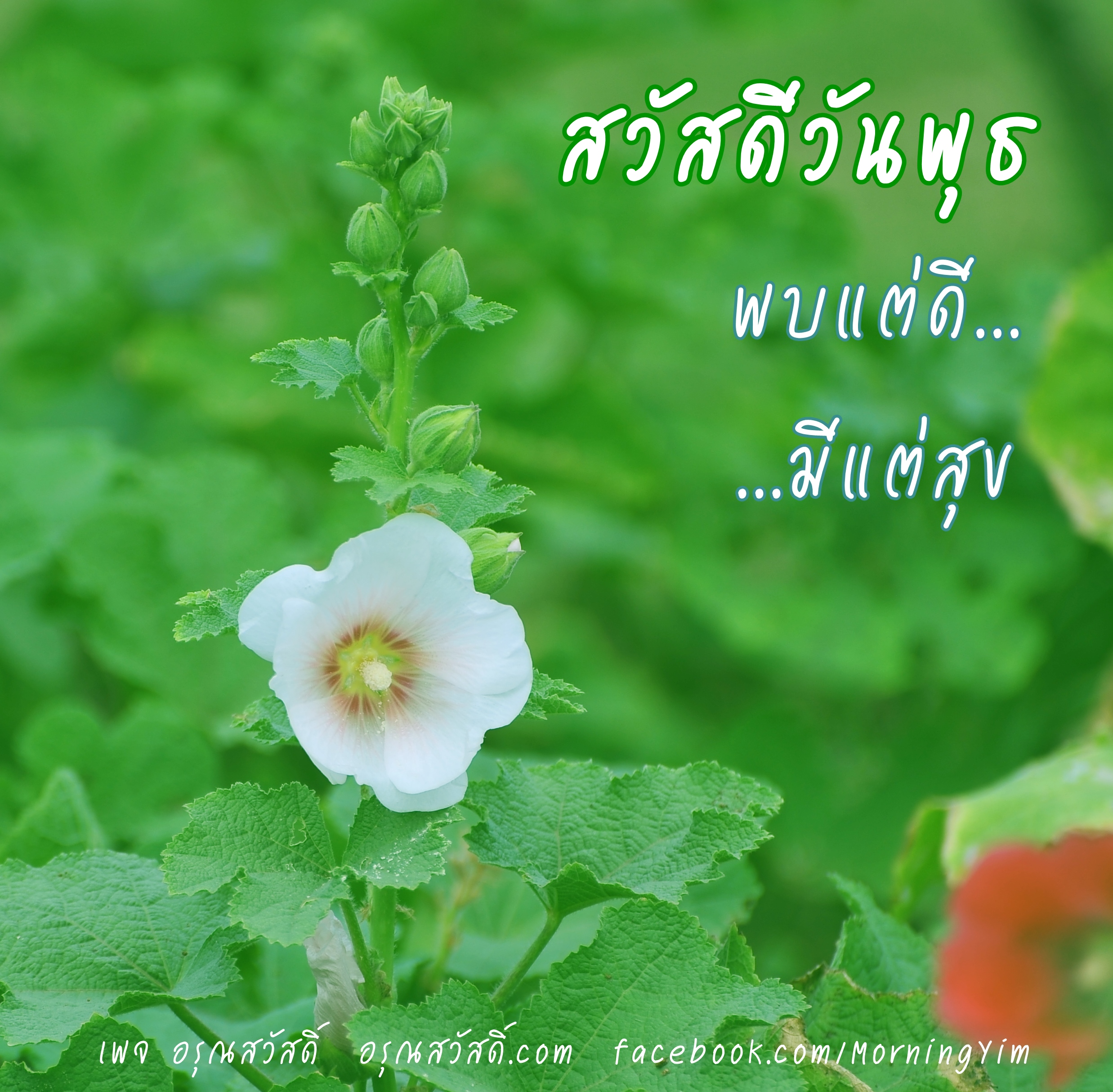สวัสดีวันพุธ