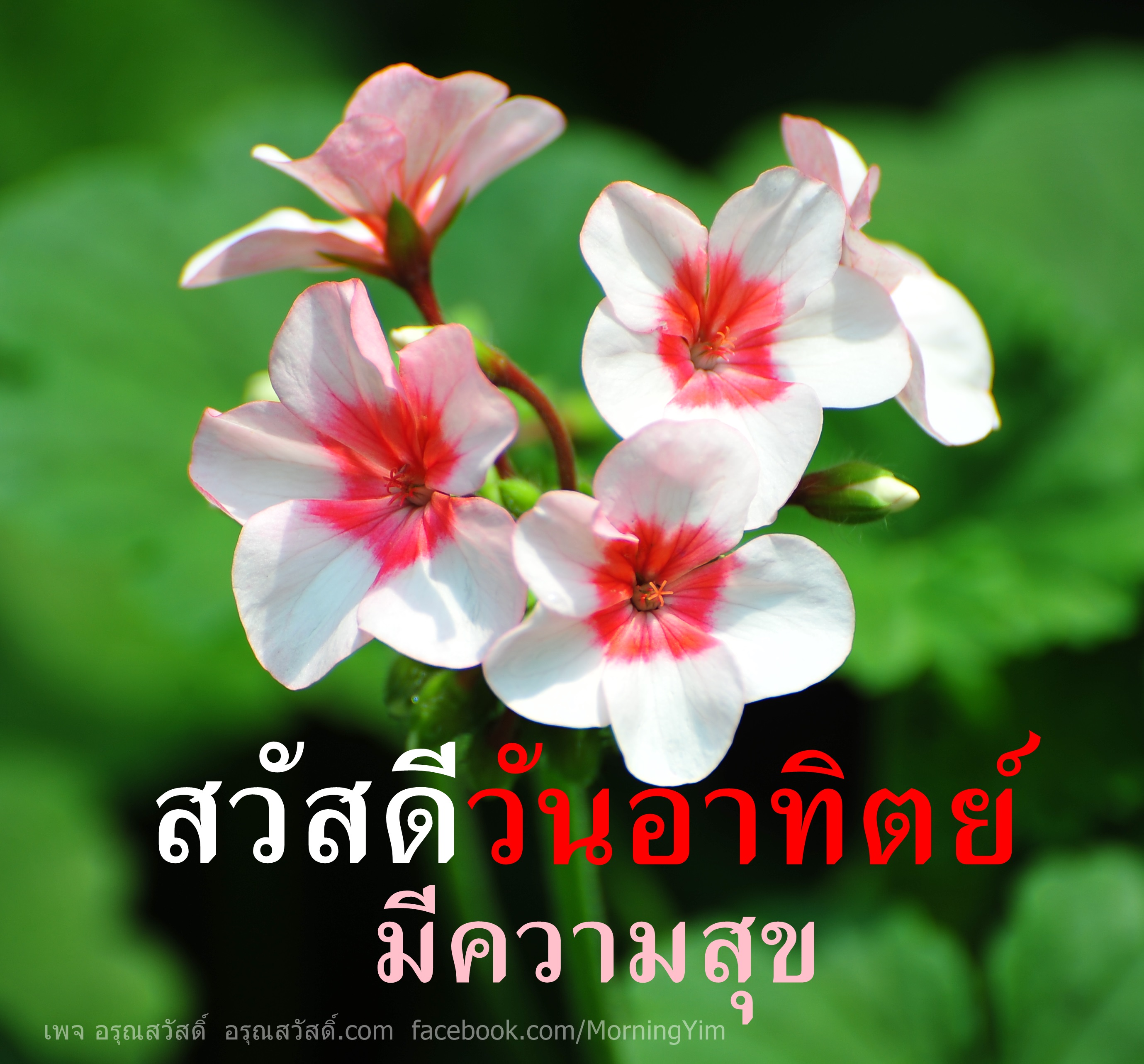 สวัสดีอาทิตย์