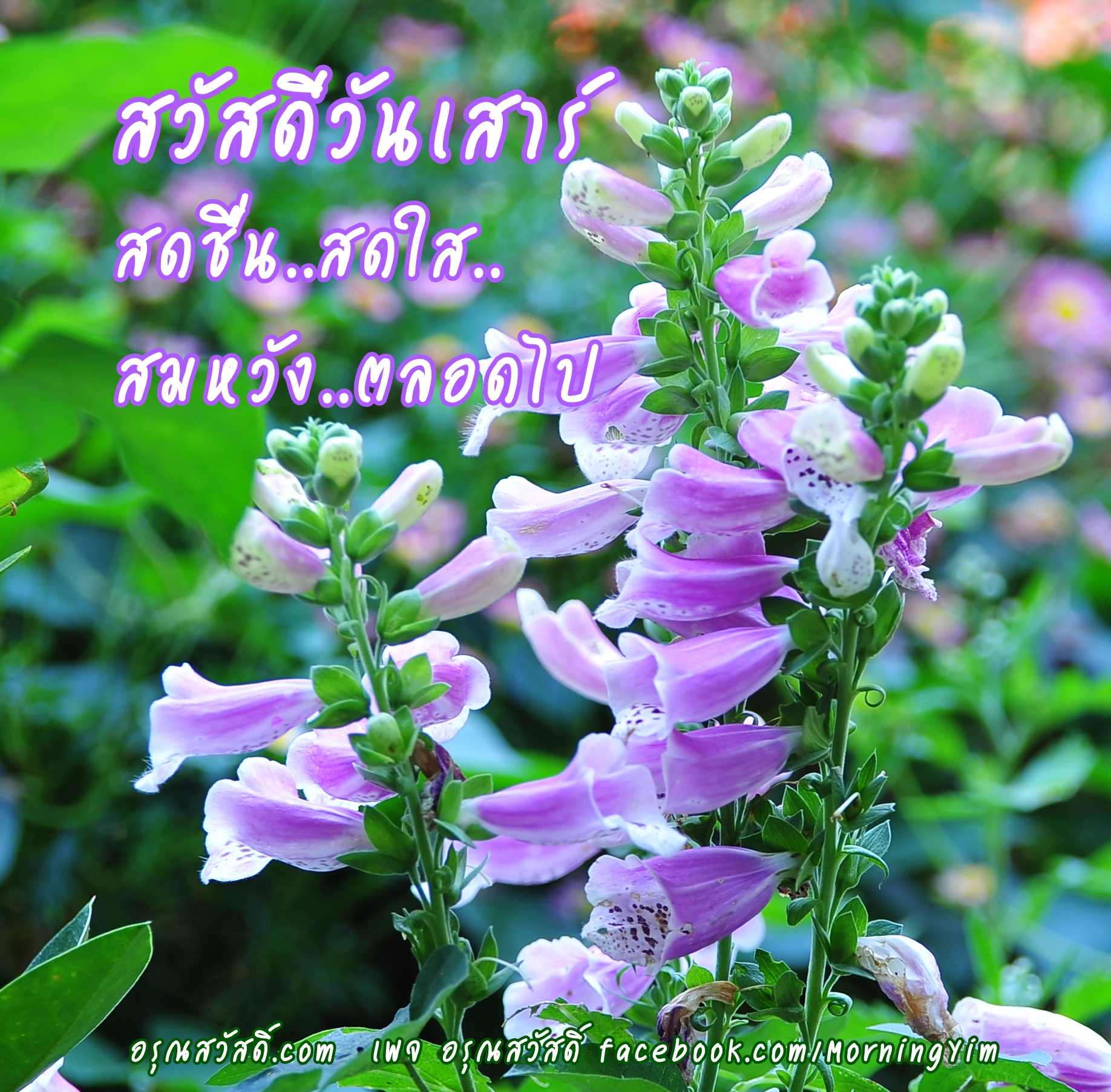 สวัสดีวันเสาร์
