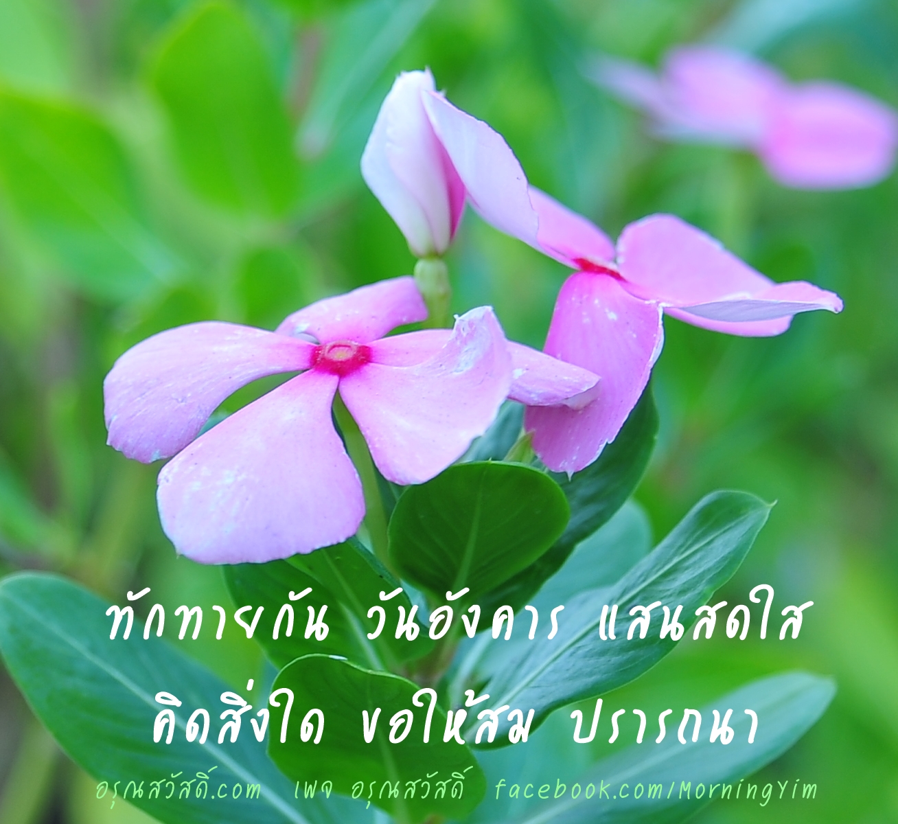 อรุณสวัสดิ์ วันอังคาร