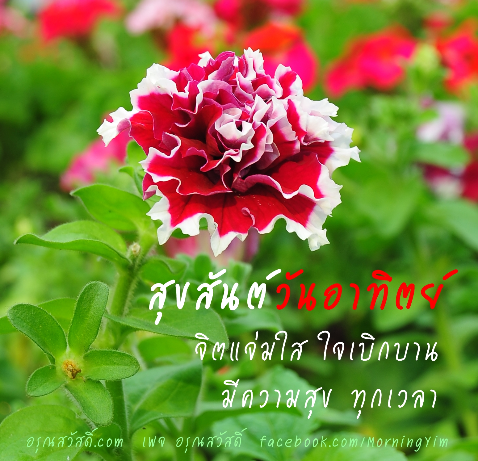อรุณสวัสดิ์วันอาทิตย์