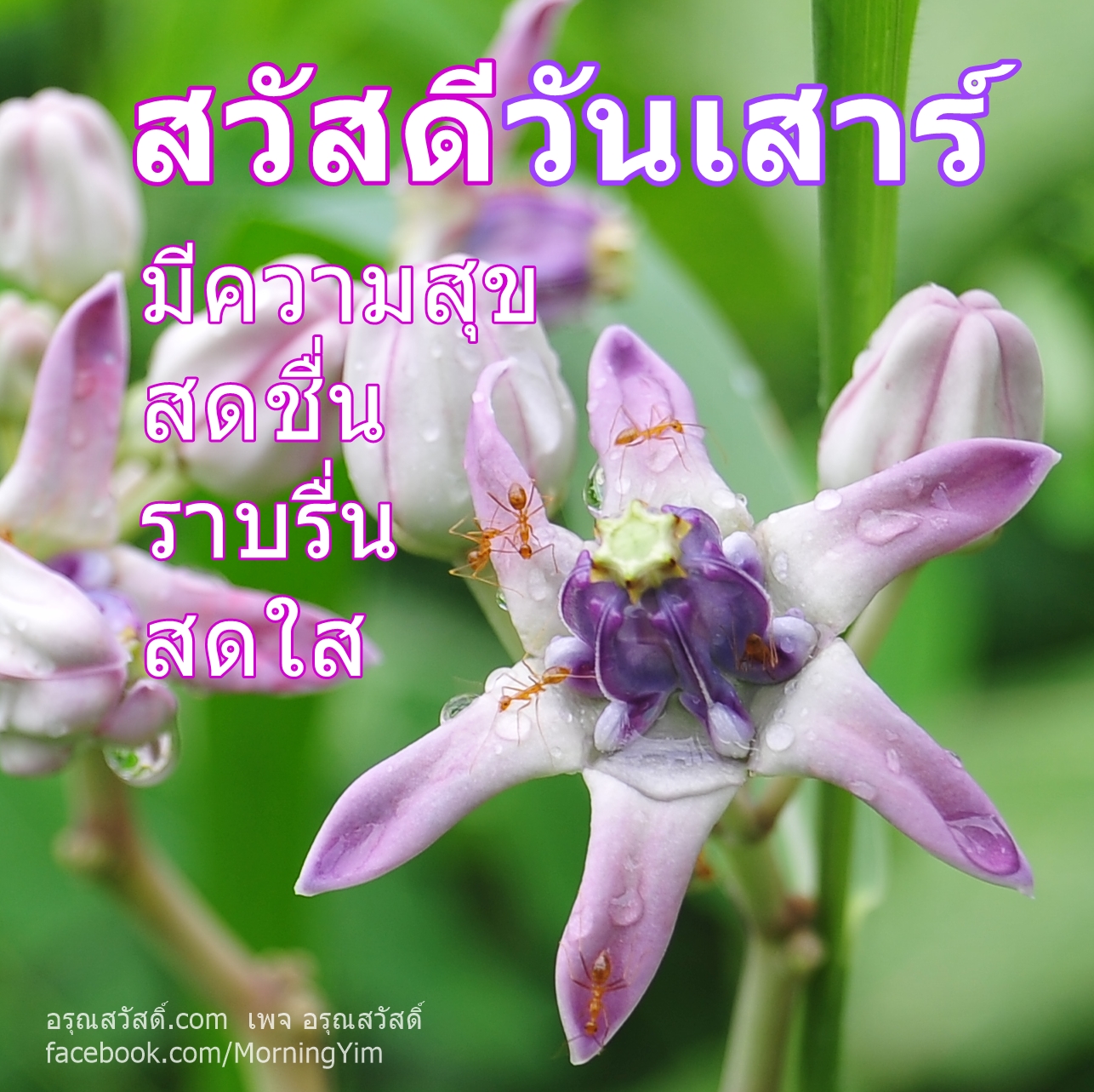 สวัสดีวันเสาร์