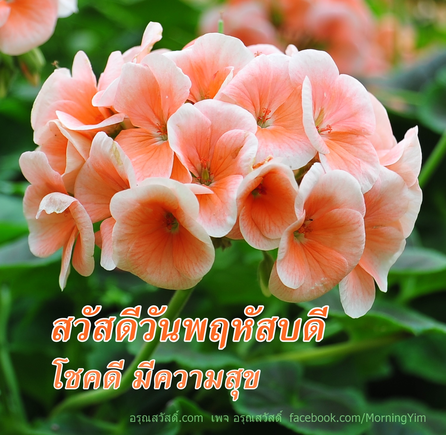 สวัสดีวันพฤหัสบดี