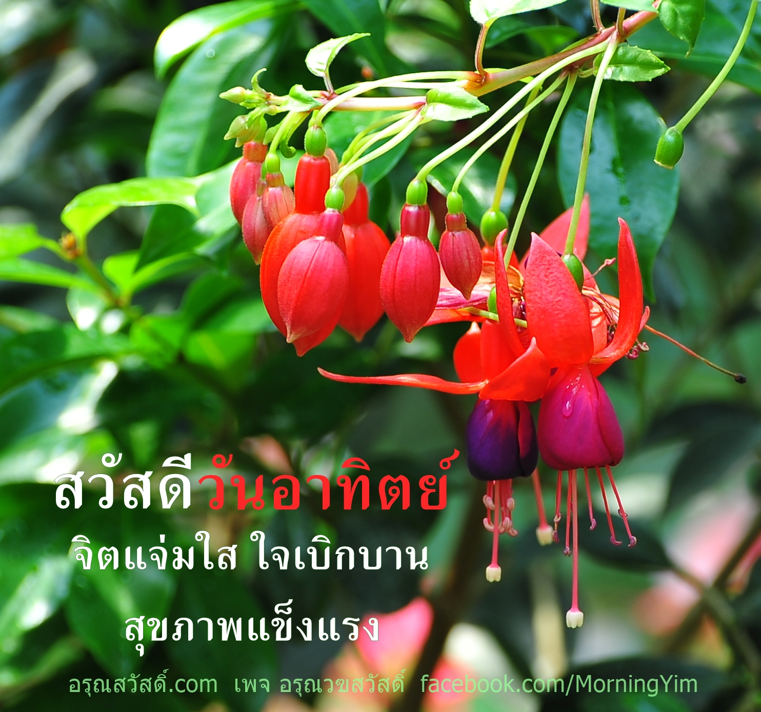สวัสดีวันอาทิตย์