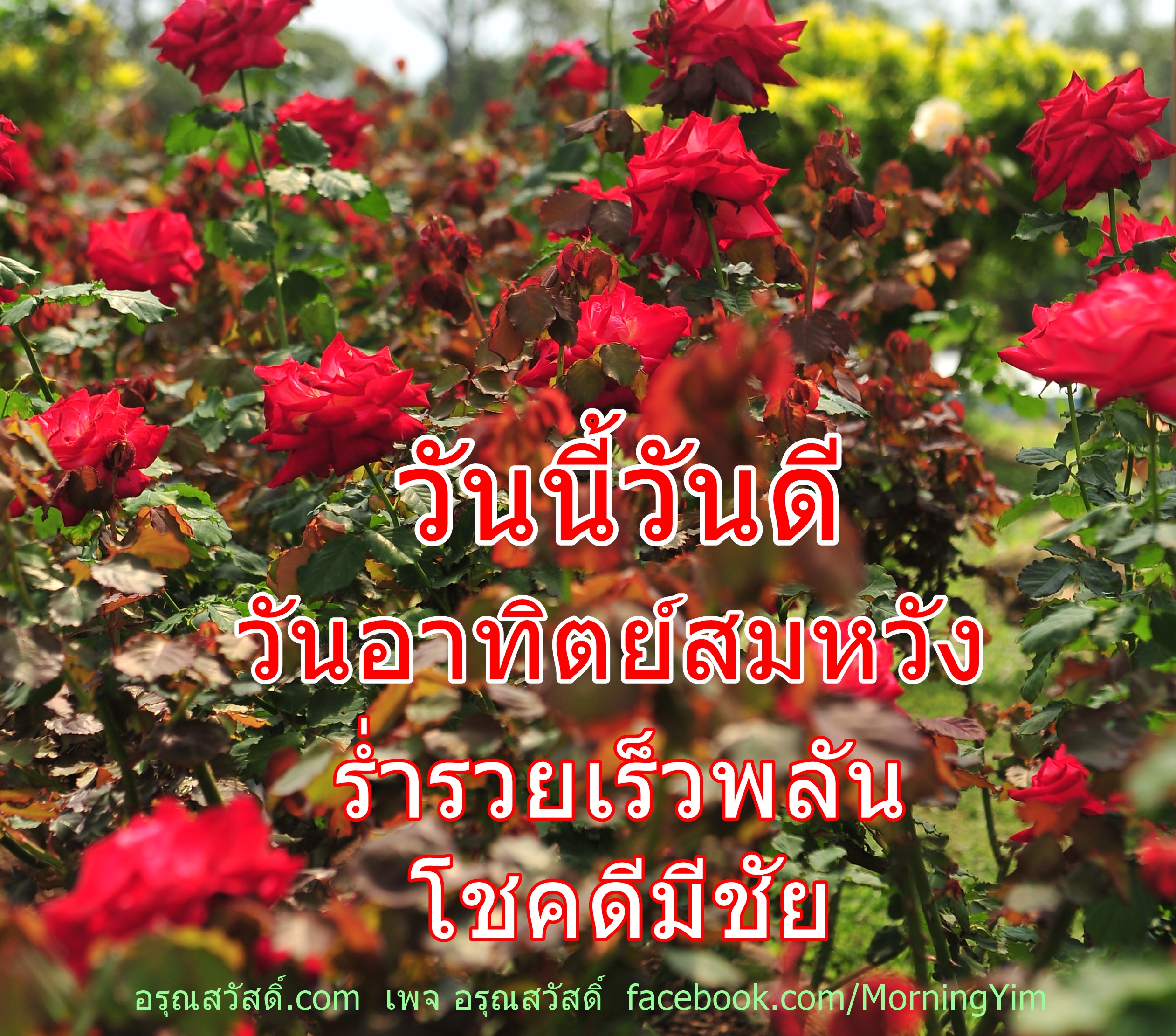 อรุณสวัสดิ์วันอาทิตย์