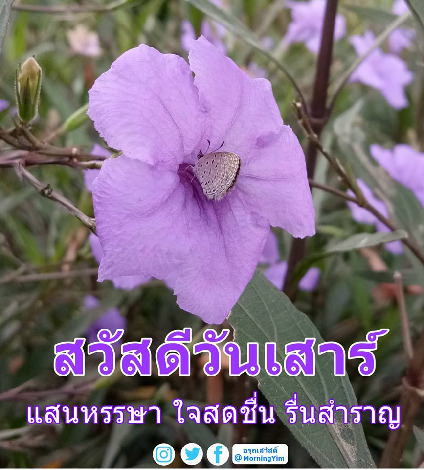สวัสดีวันเสาร์