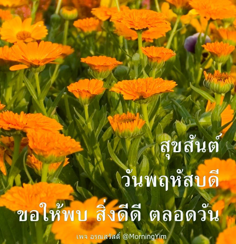 อรุณสวัสดิ์วันพฤหัสบดี