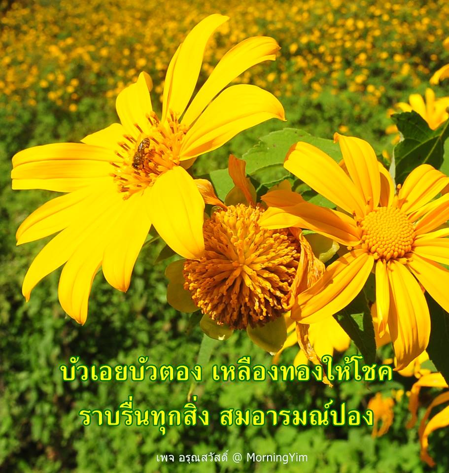 อรุณสวัสดิ์