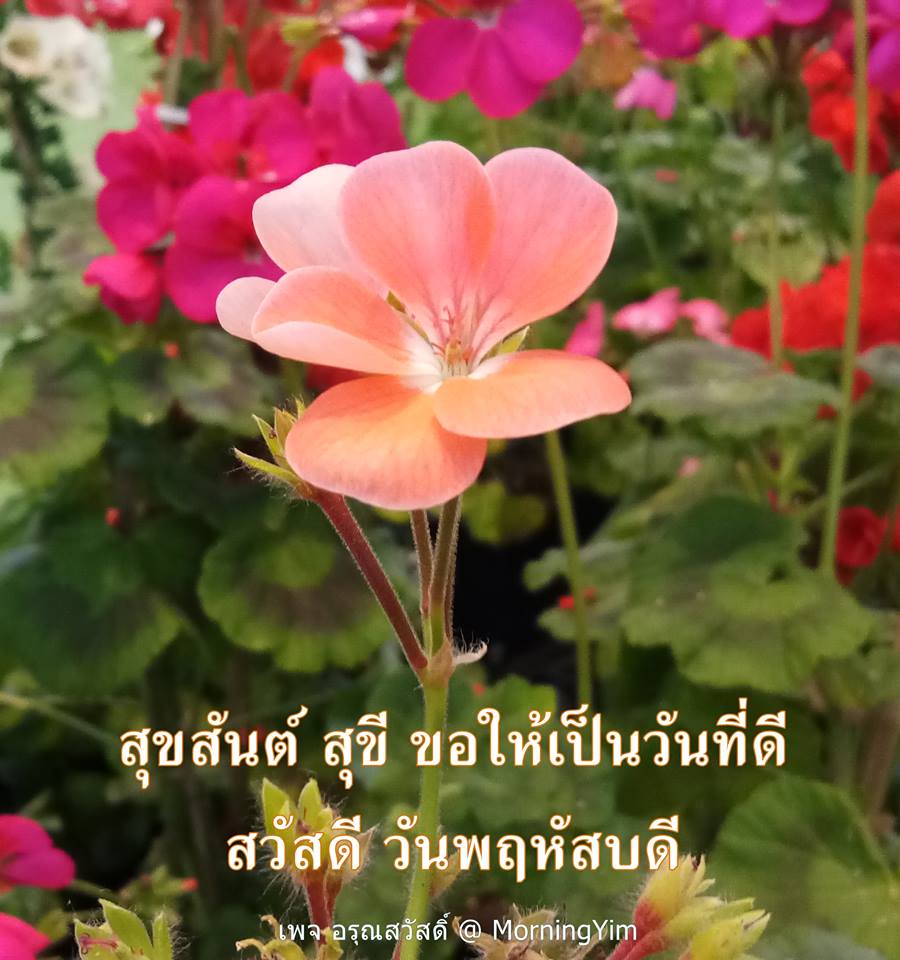 สวัสดีวันพฤหัสบดี