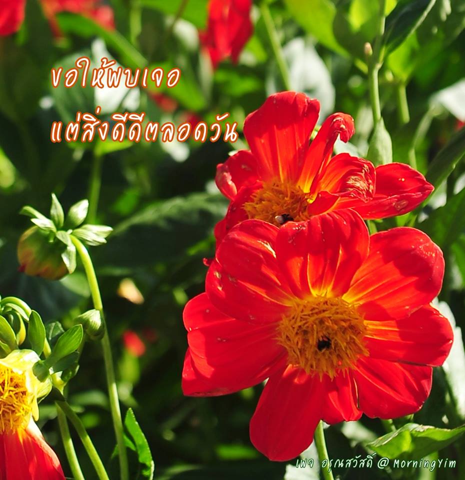 อรุณสวัสดิ์วันพฤหัสบดี