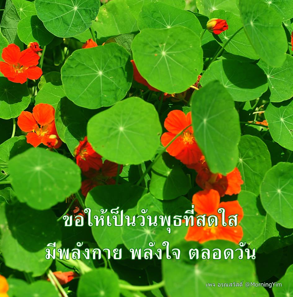 อรุณสวัสดิ์วันพุธ