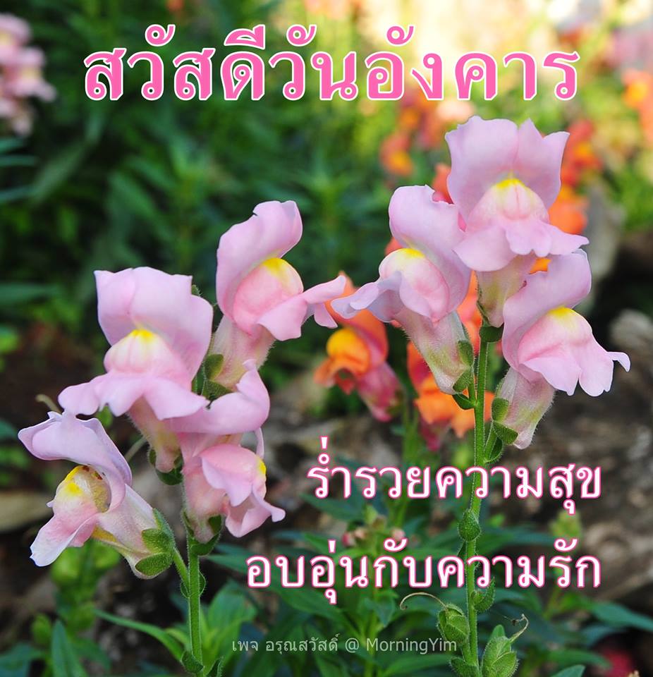 สวัสดีวันอังคาร