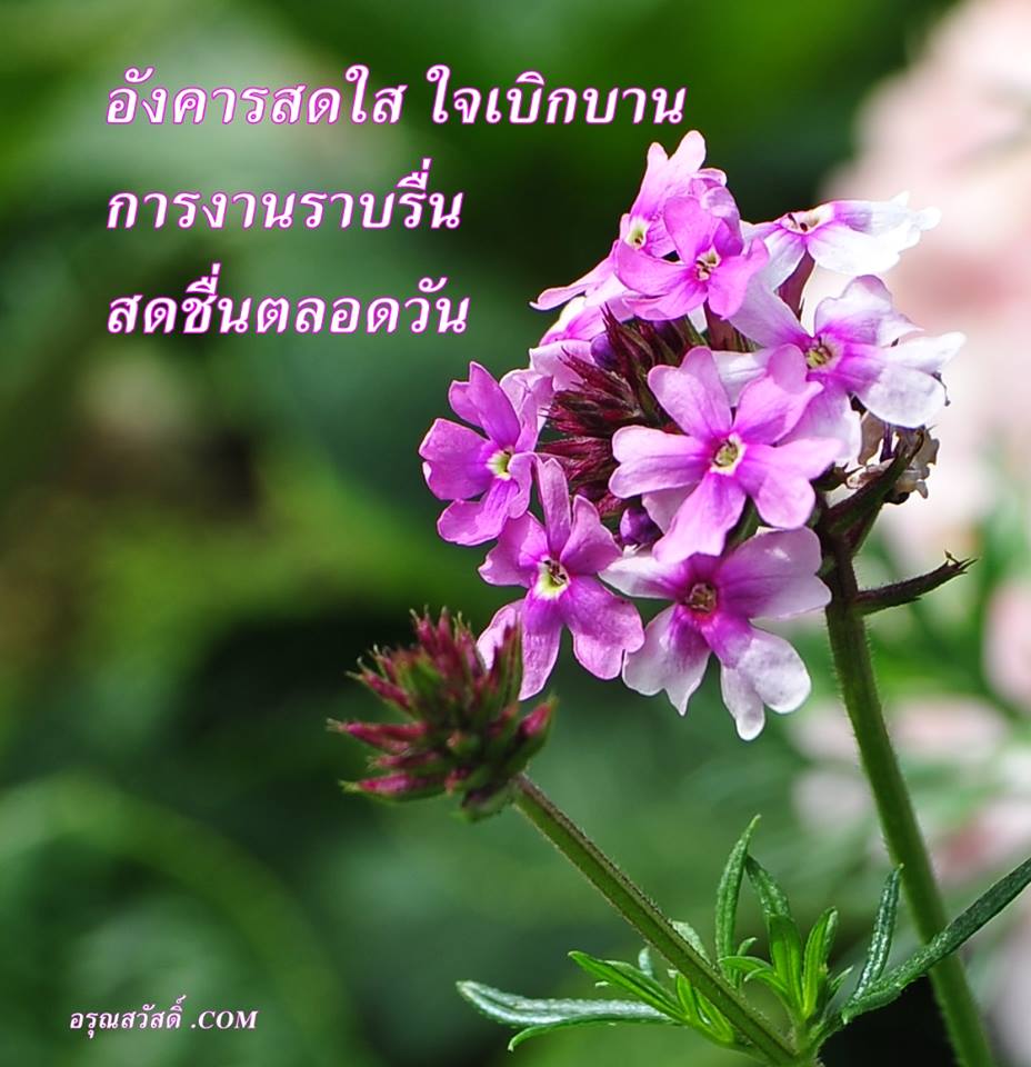 อรุณสวัสดิ์วันอังคาร