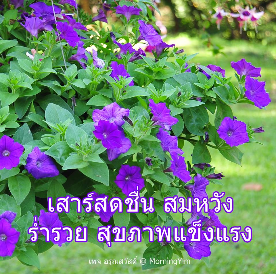 อรุณสวัสดิ์วันเสาร์