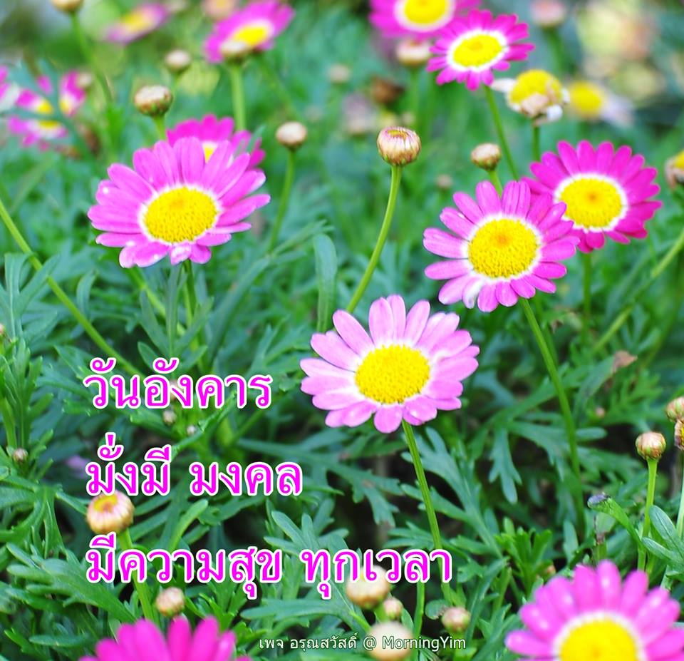อรุณสวัสดิ์วันอังคาร