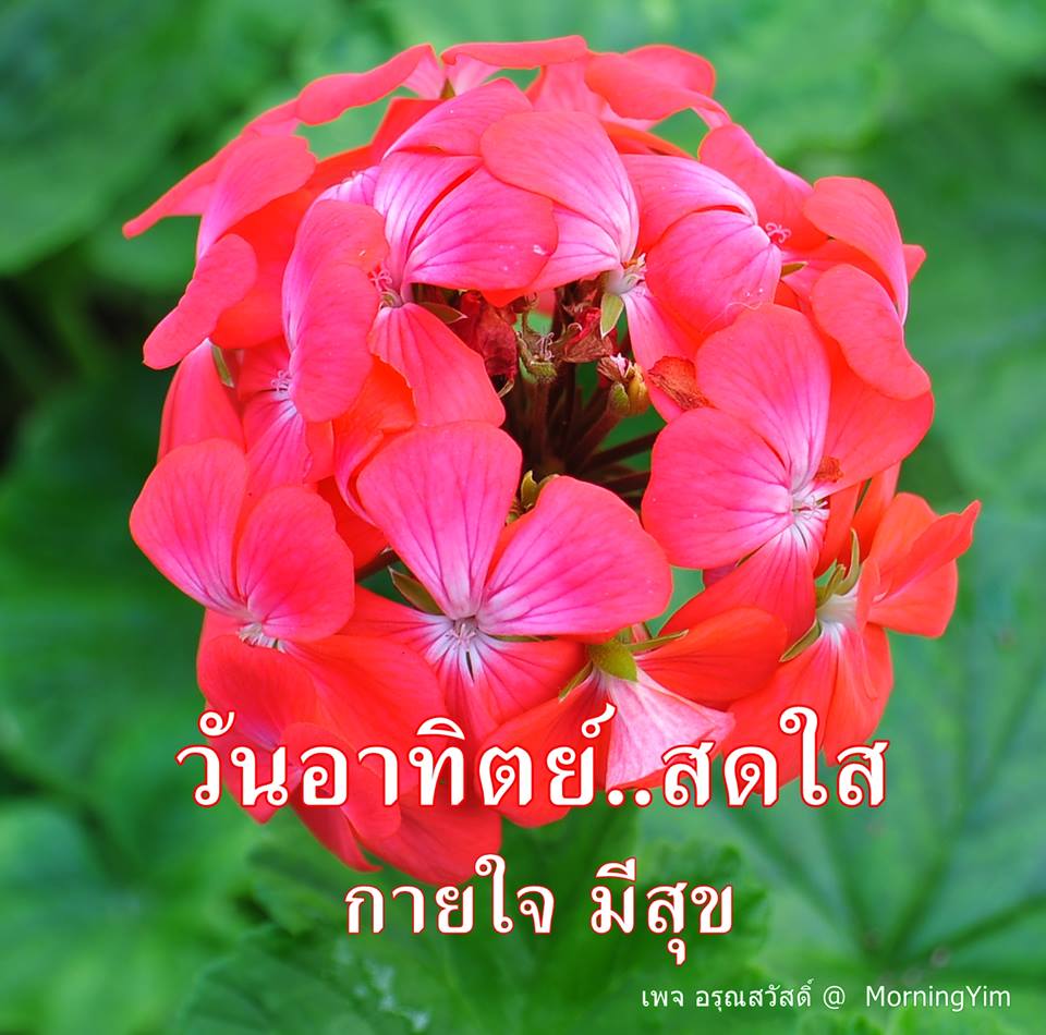 อรุณสวัสดิ์วันอาทิตย์