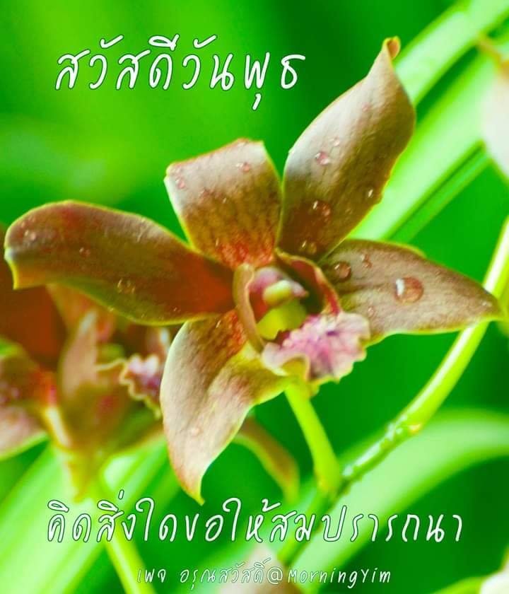 สวัสดีวันพุธ