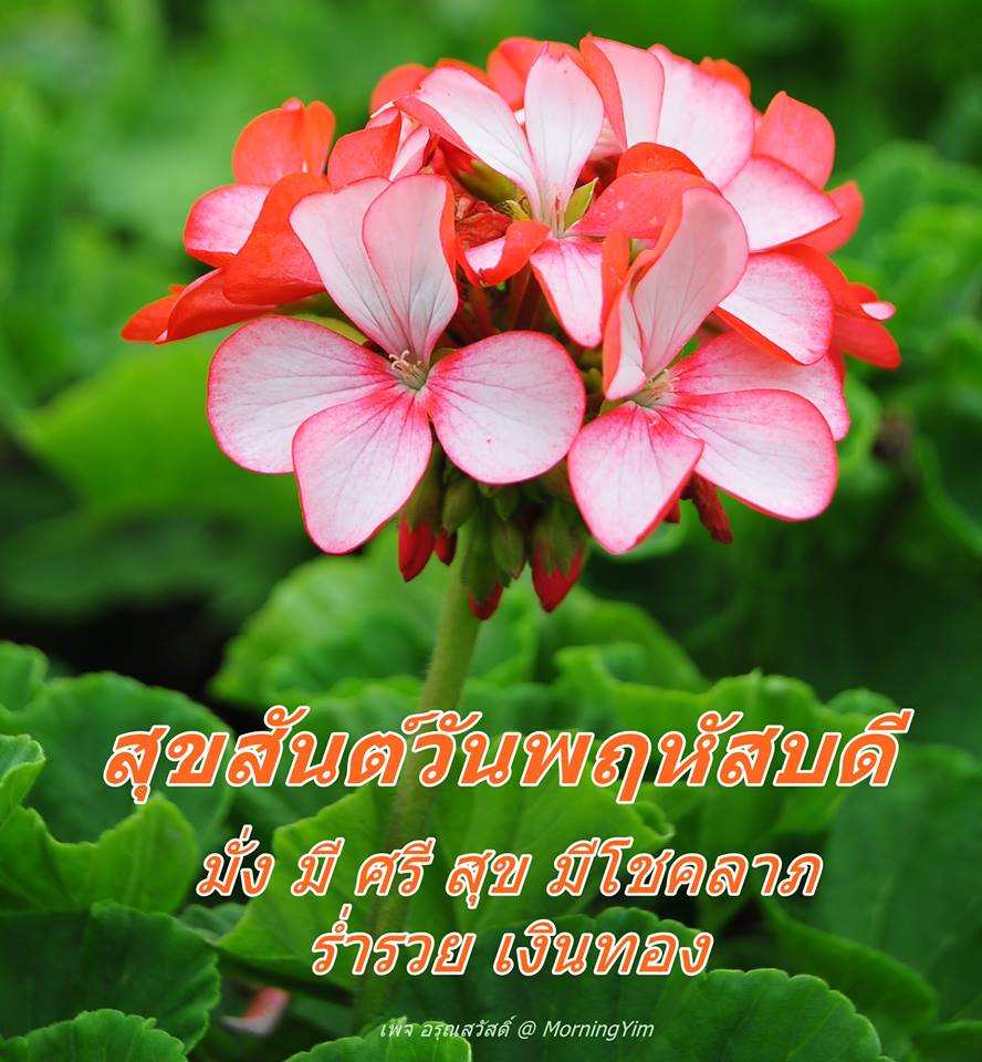 อรุณสวัสดิ์วันพฤหัสบดี