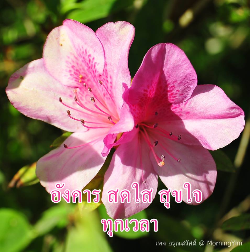 อรุณสวัสดิ์วันอังคารด้วยดอกไม้สีชมพู