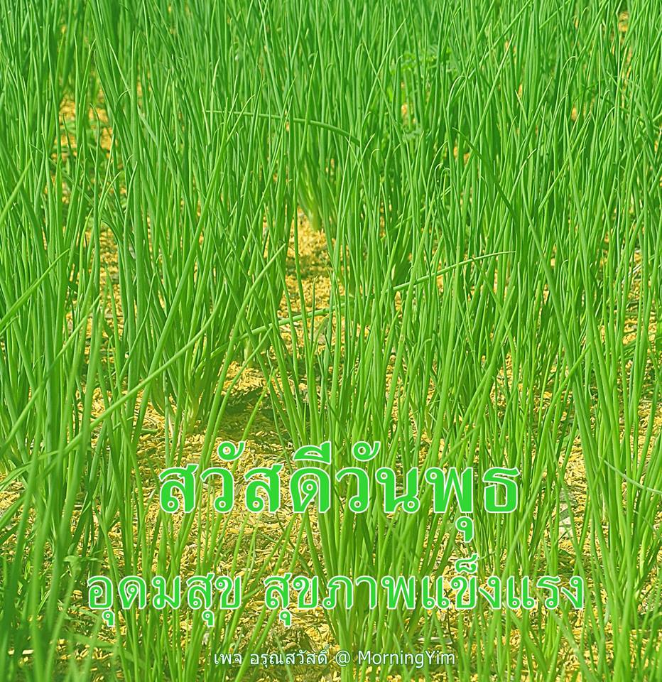 สวัสดีวันพุธ