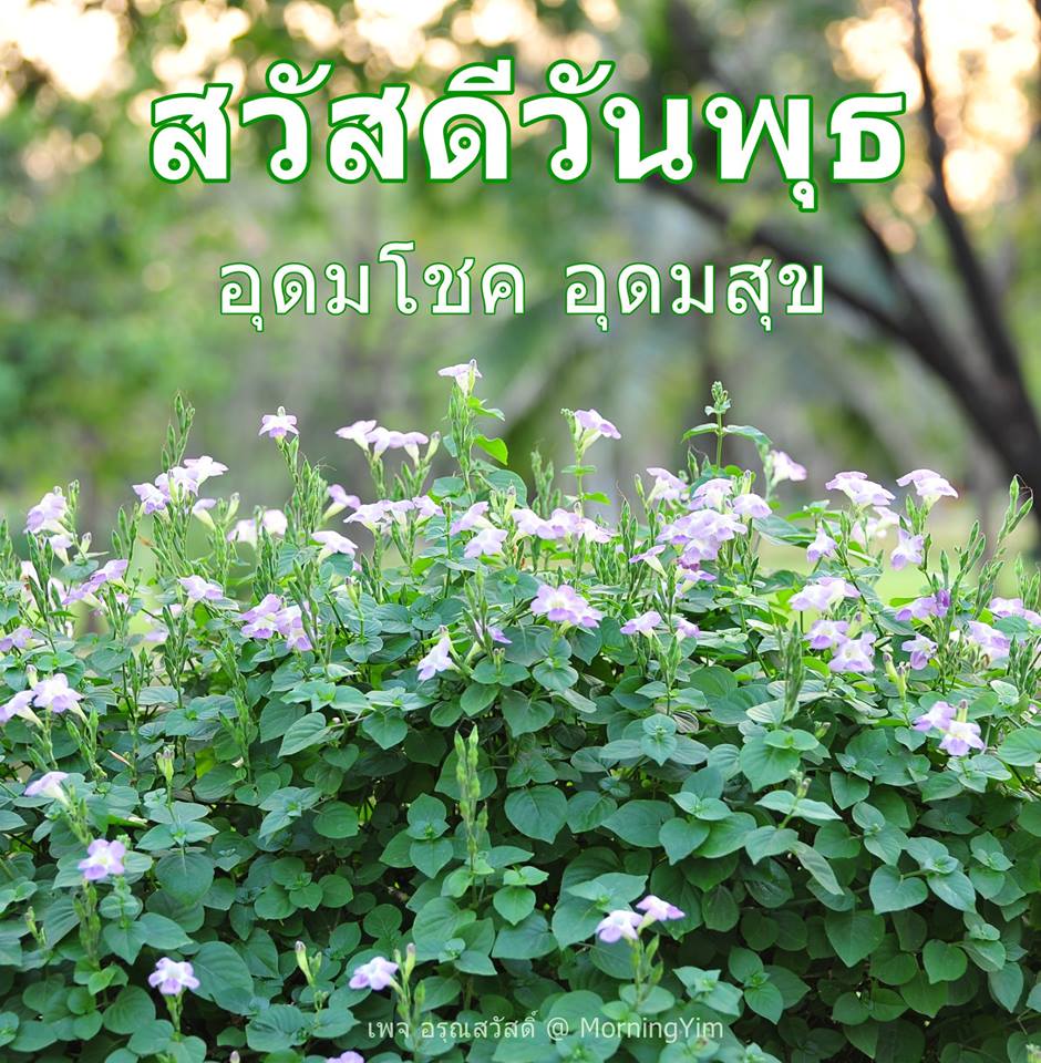 สวัสดีวันพุธ