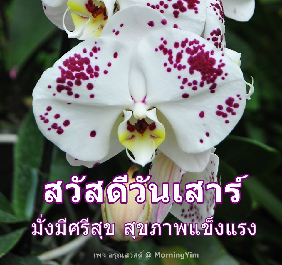 สวัสดีวันเสาร์