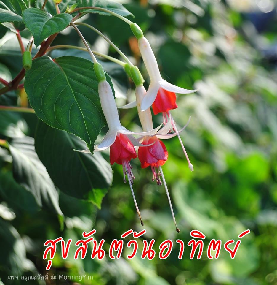 อรุณสวัสดิ์วันอาทิตย์
