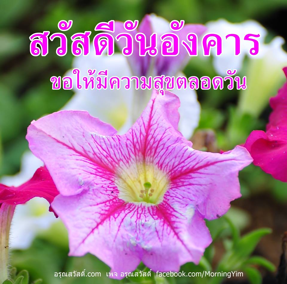 สวัสดีวันอังคาร