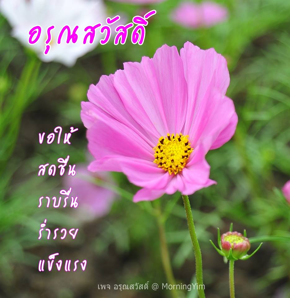 อรุณสวัสดิ์