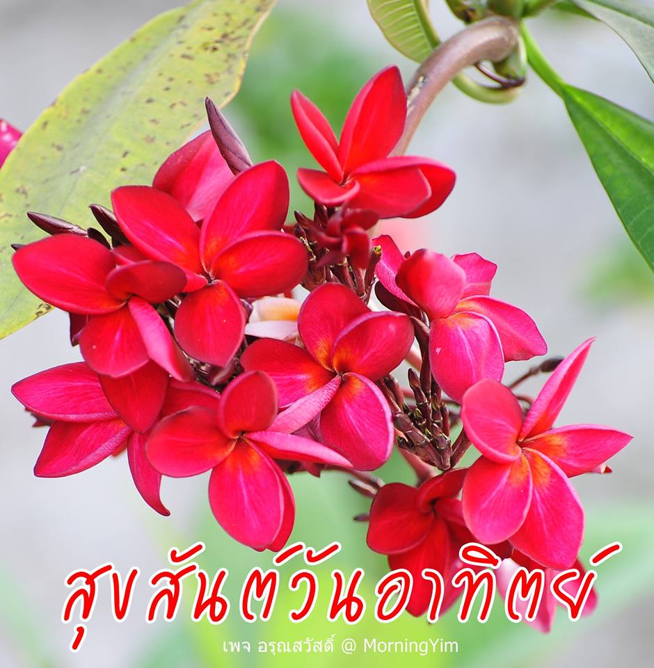 สวัสดีวันอาทิตย์