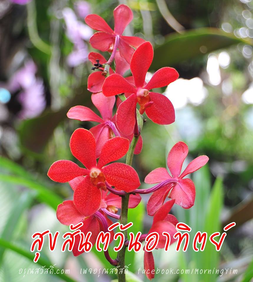 อรุณสวัสดิ์วันอาทิตย์