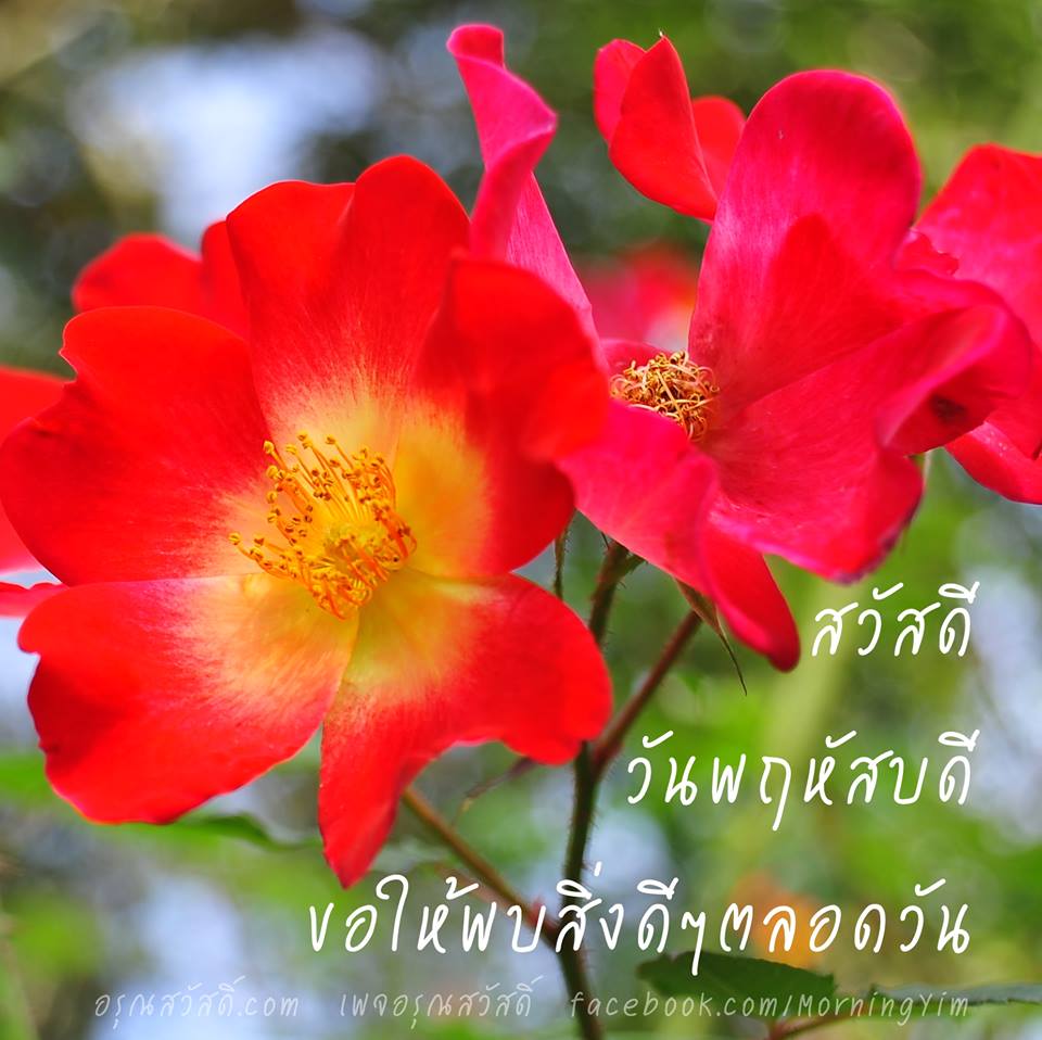 สวัสดีวันพฤหัสบดี
