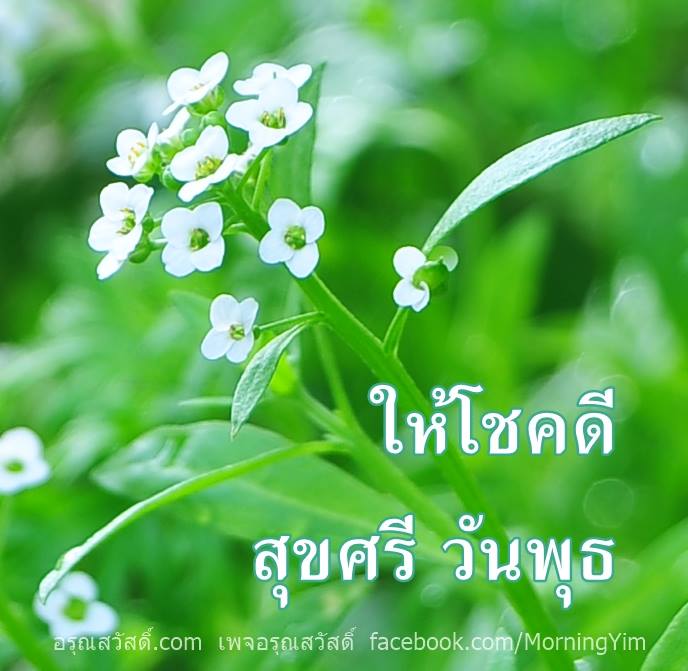 อรุณสวัสดิ์วันพุธสีเขียว