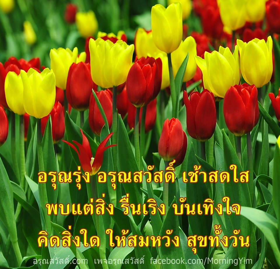 อรุณสวัสดิ์ยามเช้าด้วยดอกทิวลิป Tulipa