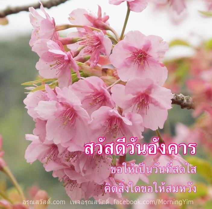 สวัสดีวันอังคารด้วยดอกซากูระ