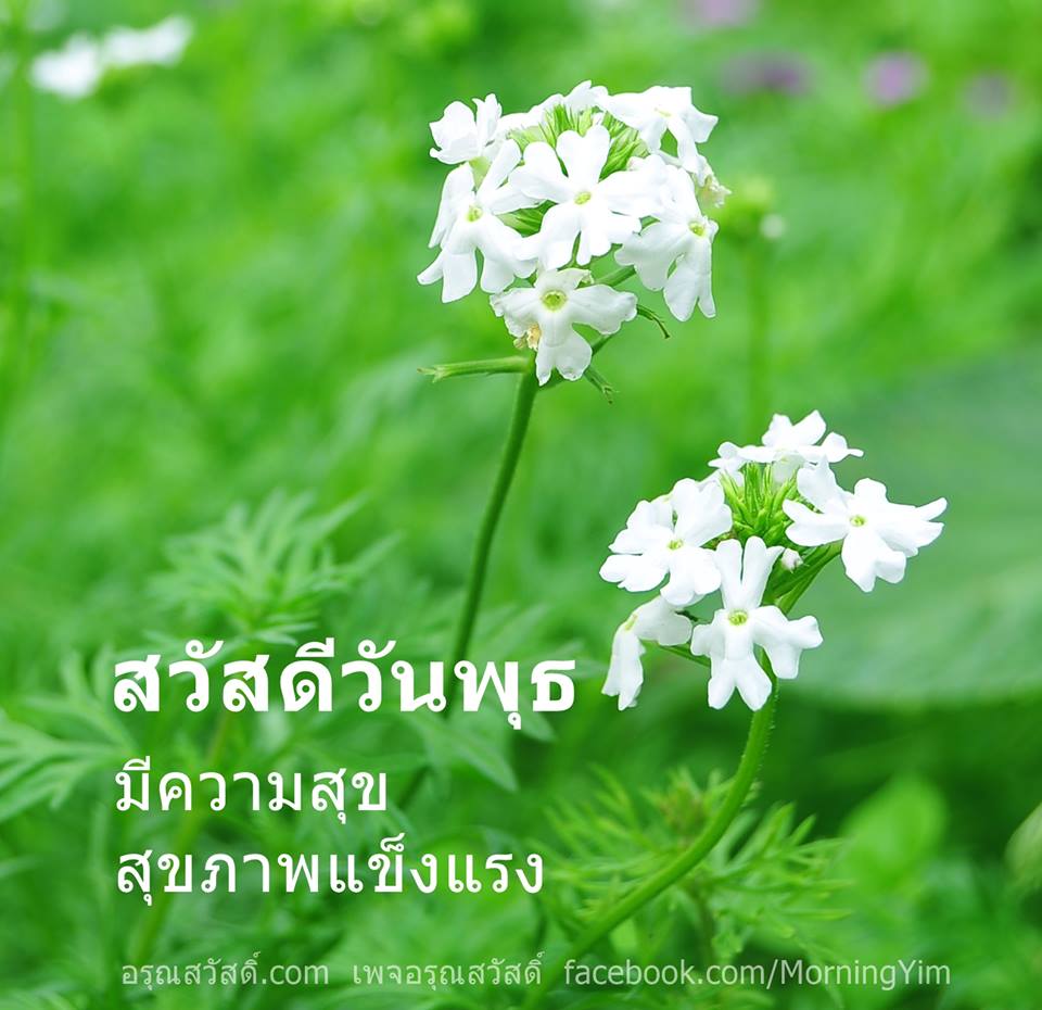 สวัสดีวันพุธ