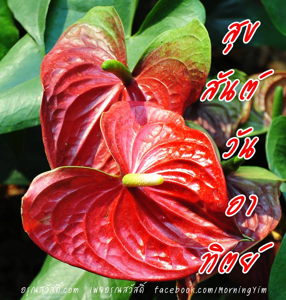สวัสดีวันอาทิตย์