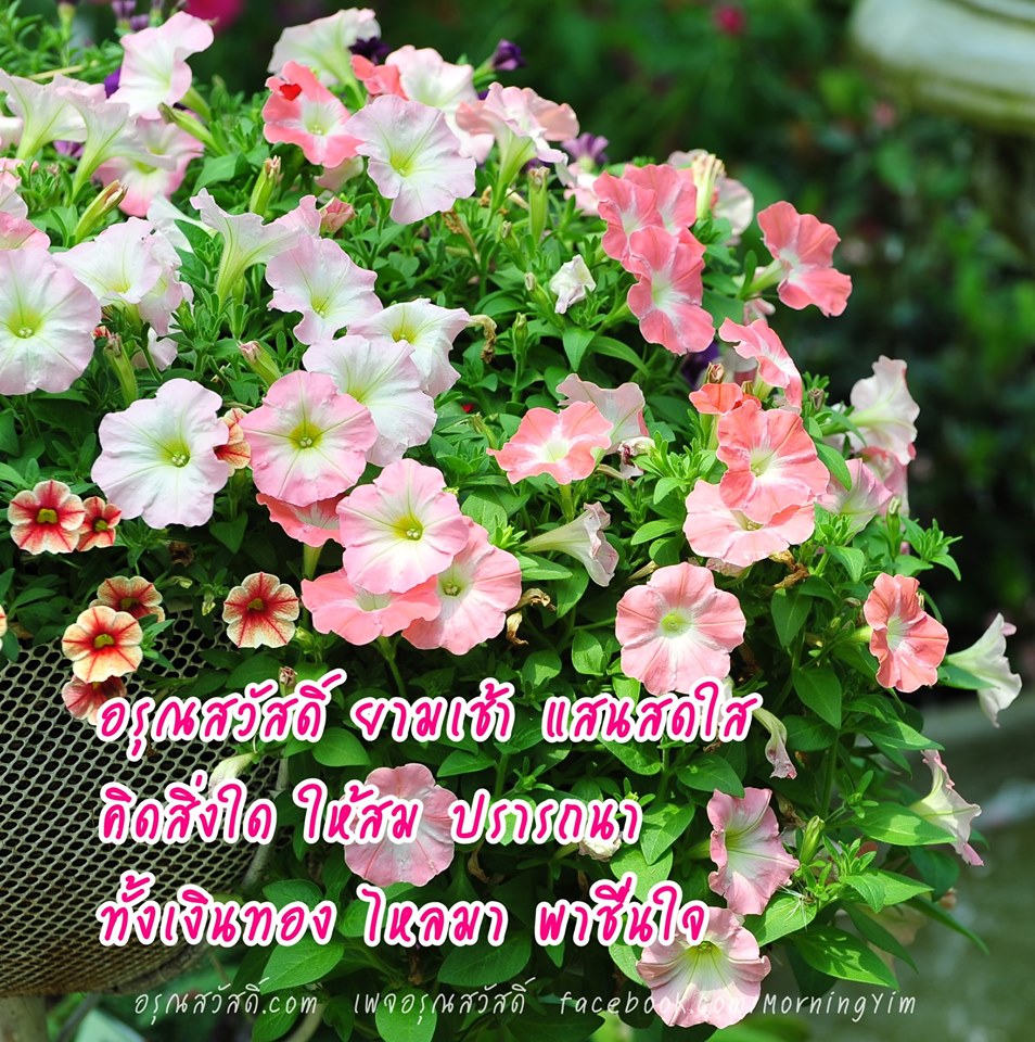 อรุณสวัสดิ์