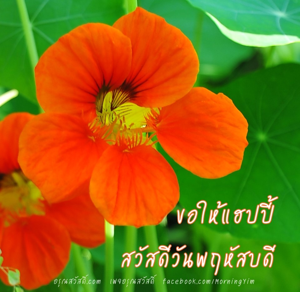 สวัสดีวันพฤหัสบดี