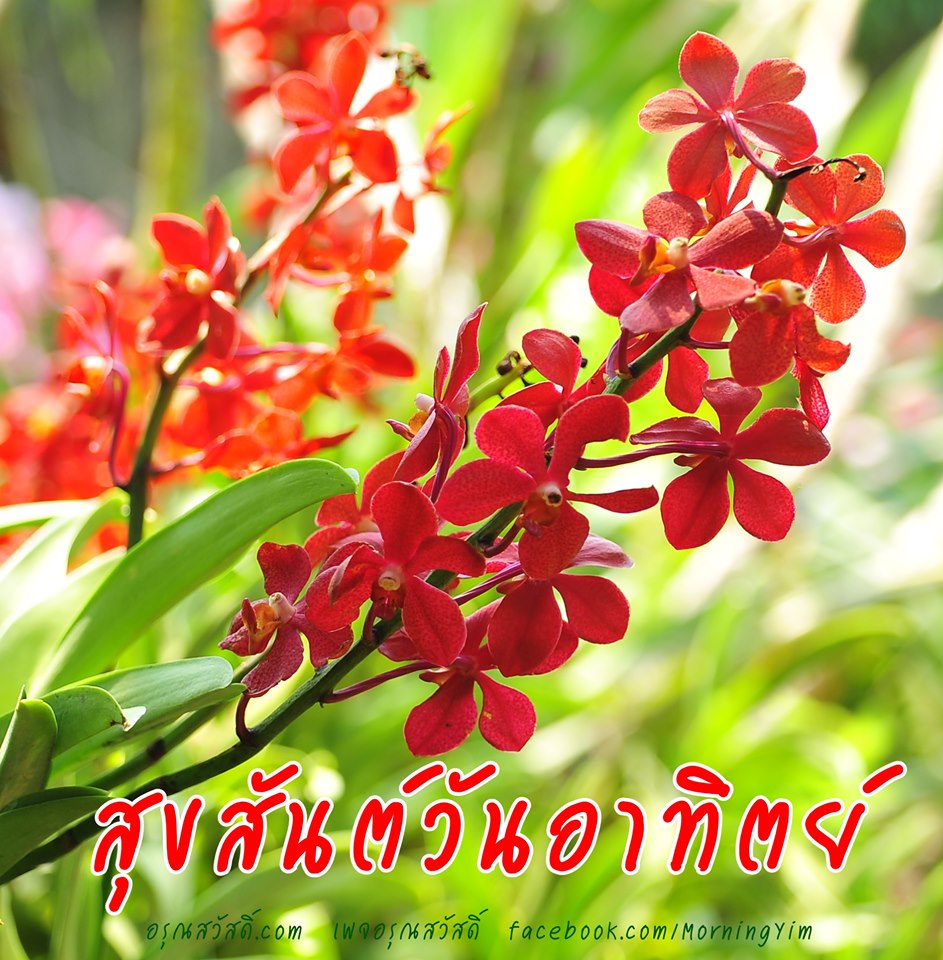 สวัสดีวันอาทิตย์ด้วยดอกกล้วยไม้สีแดง