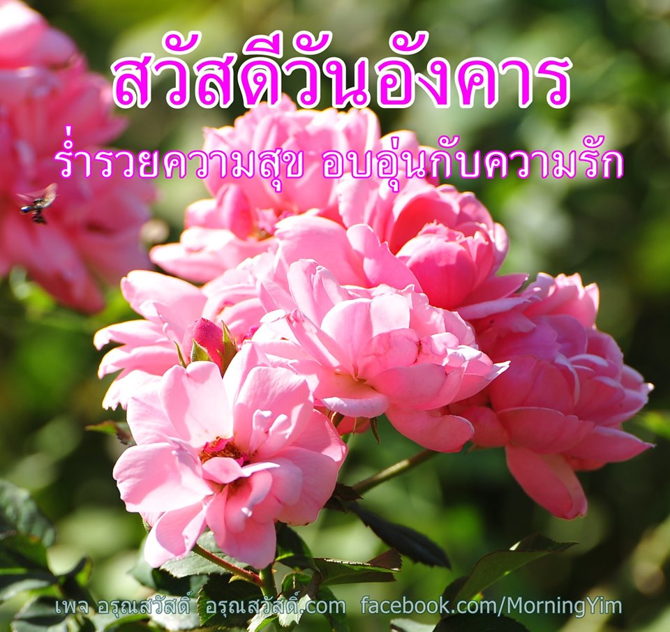 สวัสดีวันอังคาร