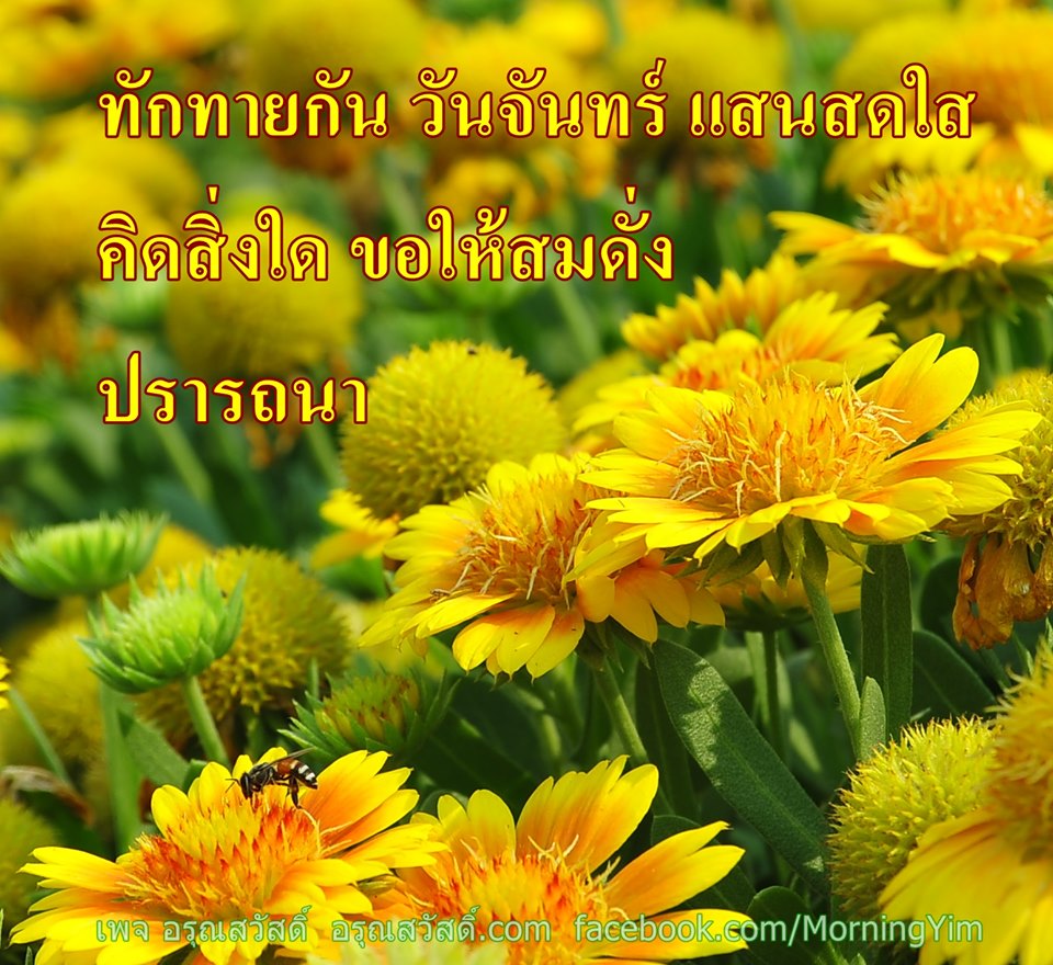 อรุณสวัสดิ์วันจันทร์สีเหลือง