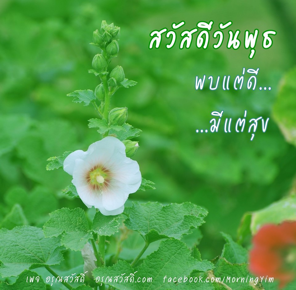 สวัสดีวันพุธ
