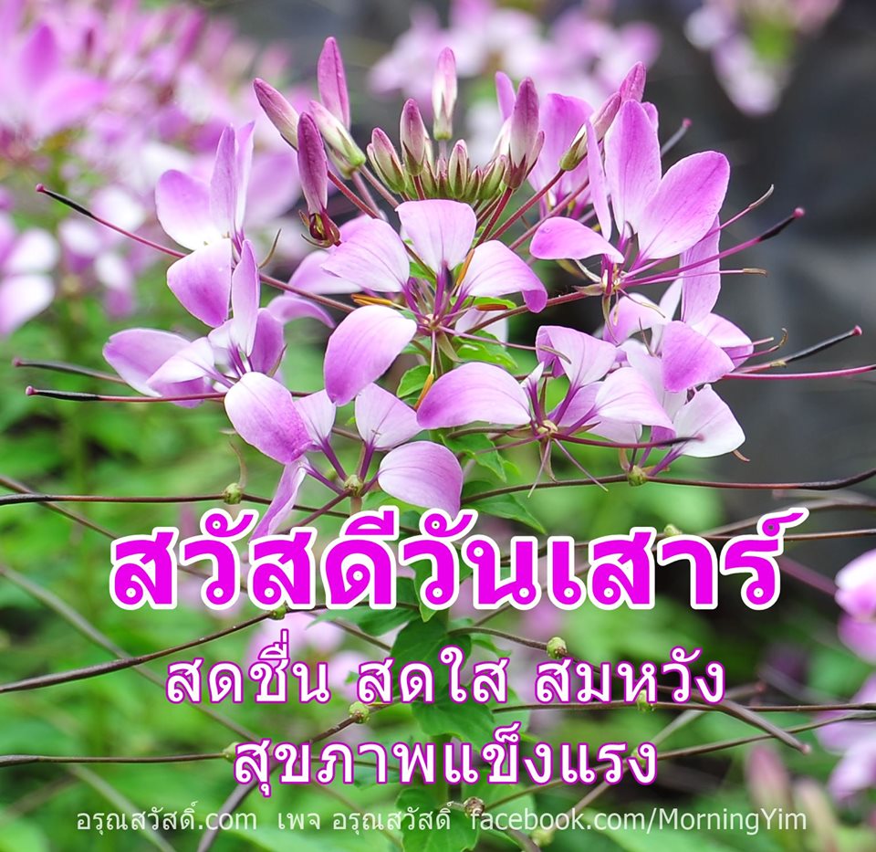 สวัสดีวันเสาร์