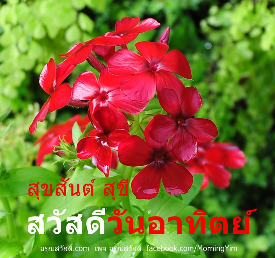 สวัสดีวันอาทิตย์