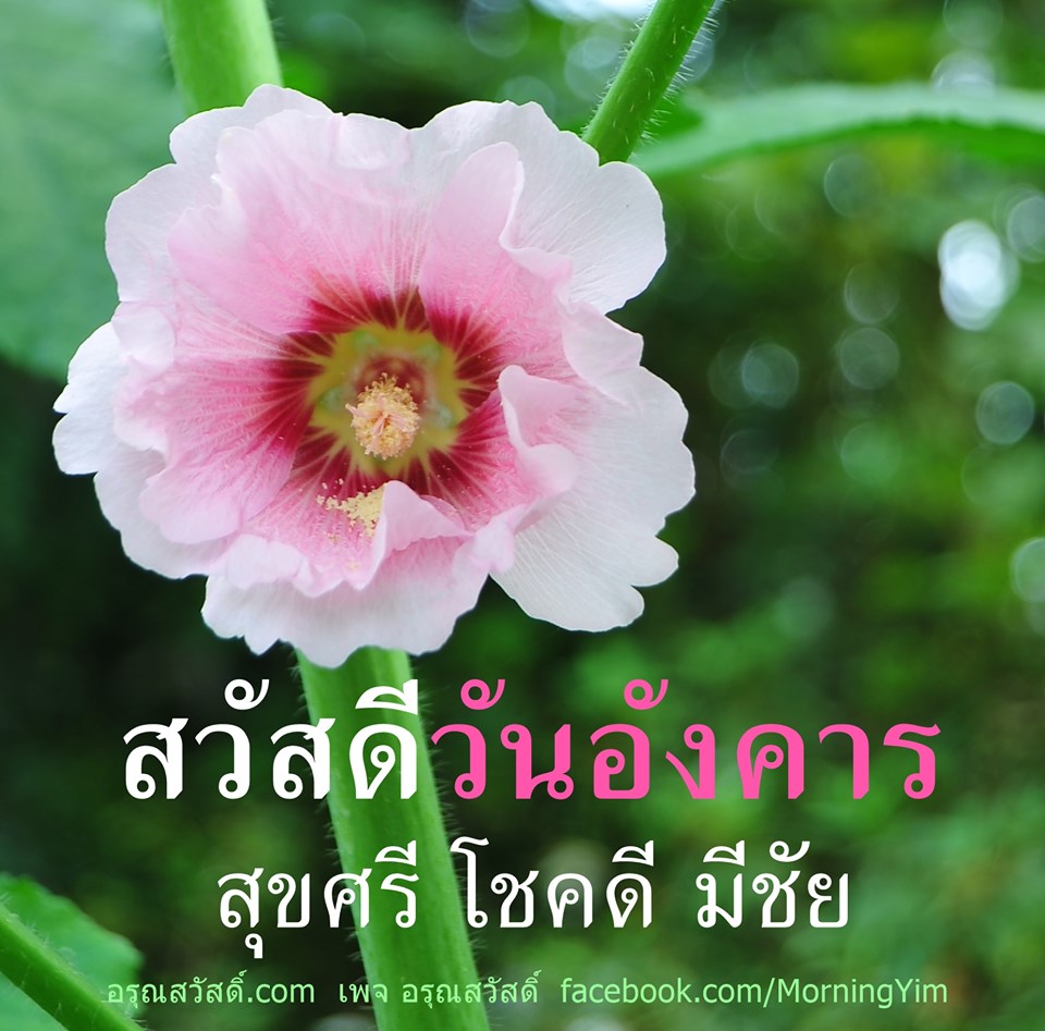 สวัสดีวันอังคาร