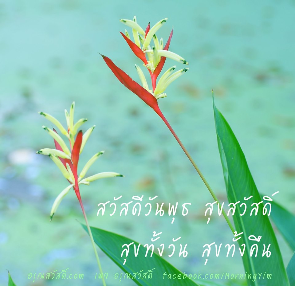 สวัสดีวันพุธ